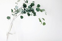 Branch of green leaves plant. Original public domain image from Wikimedia Commons