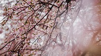Pink blossom branches in spring, Tokyo with blur. Original public domain image from <a href="https://commons.wikimedia.org/wiki/File:Sakura_(Unsplash).jpg" target="_blank" rel="noopener noreferrer nofollow">Wikimedia Commons</a>