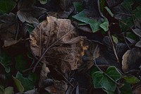 Green maple leaves nature background. Original public domain image from Wikimedia Commons