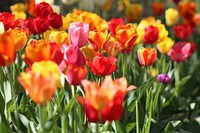 Vibrant red and yellow tulips bloom in a field. Original public domain image from Wikimedia Commons