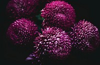 Purple chrysanthemum flowers in full bloom against a black background. Original public domain image from <a href="https://commons.wikimedia.org/wiki/File:Grandmother%27s_flowers_(Unsplash).jpg" target="_blank" rel="noopener noreferrer nofollow">Wikimedia Commons</a>