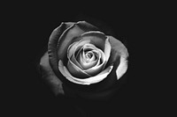 Black and white rose fully bloomed against a black background. Original public domain image from <a href="https://commons.wikimedia.org/wiki/File:Rose_in_Full_Bloom_(Unsplash).jpg" target="_blank" rel="noopener noreferrer nofollow">Wikimedia Commons</a>