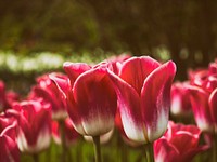 Red spring tulips bloom in a field of flowers. Original public domain image from <a href="https://commons.wikimedia.org/wiki/File:Tulip_Field_(Unsplash).jpg" target="_blank" rel="noopener noreferrer nofollow">Wikimedia Commons</a>