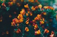 Close-up of budding orange and red flowers on long bush branches. Original public domain image from Wikimedia Commons