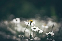 A desaturated blurry shot of a bunch of white daisies. Original public domain image from <a href="https://commons.wikimedia.org/wiki/File:Blurry_white_daisies_(Unsplash).jpg" target="_blank" rel="noopener noreferrer nofollow">Wikimedia Commons</a>