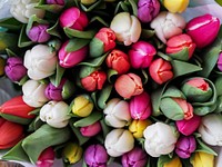 Overhead shot of assorted bouquet of tulips in bloom in spring, Vienna. Original public domain image from Wikimedia Commons