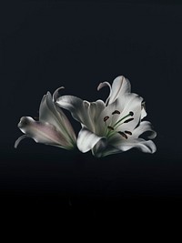 White lily in dark. Original public domain image from <a href="https://commons.wikimedia.org/wiki/File:Annie_Spratt_2017-02-03_(Unsplash).jpg" target="_blank">Wikimedia Commons</a>
