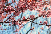 Pink cherry blossom flowers on branches against a pale blue sky. Original public domain image from Wikimedia Commons