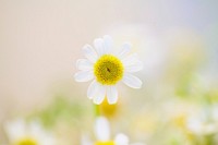 White daisies in sunshine. Original public domain image from <a href="https://commons.wikimedia.org/wiki/File:Maria_Shanina_2016-03-11_(Unsplash).jpg" target="_blank">Wikimedia Commons</a>