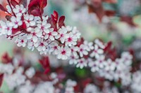 White flowers in blossom on a red-leaved tree branch. Original public domain image from Wikimedia Commons