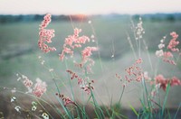 Pink flowers in the grass field. Original public domain image from Wikimedia Commons