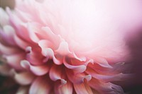 Pink petaled flower. Original public domain image from <a href="https://commons.wikimedia.org/wiki/File:Kari_Shea_2016-06-13_(Unsplash).jpg" target="_blank">Wikimedia Commons</a>