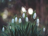 Several white snowdrop flowers blooming, growing in garden in Spring. Original public domain image from Wikimedia Commons