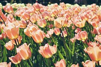 A large grouping of light red tulips in sunlight. Original public domain image from Wikimedia Commons