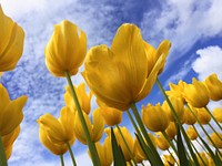 Low-angle shot of yellow tulips. Original public domain image from Wikimedia Commons