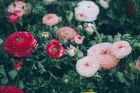 A pale shot of red and pink peony flowers in a garden. Original public domain image from Wikimedia Commons