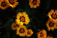 Top view of yellow flowers with black spots around their centers. Original public domain image from Wikimedia Commons