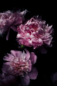Pink peonies, black background. Original public domain image from Wikimedia Commons