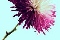 A macro shot of a purple dahlia flower with numerous long petals. Original public domain image from <a href="https://commons.wikimedia.org/wiki/File:Dahlia_in_macro_(Unsplash).jpg" target="_blank" rel="noopener noreferrer nofollow">Wikimedia Commons</a>