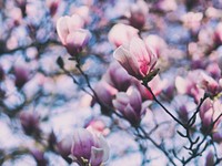 Close up of magnolia tree and magnolia flowers in Spring. Original public domain image from Wikimedia Commons