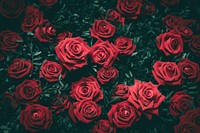 Bunch of red roses. Original public domain image from <a href="https://commons.wikimedia.org/wiki/File:Girona,_Spain_(Unsplash).jpg" target="_blank">Wikimedia Commons</a>