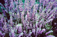 A large bed of purple heather. Original public domain image from <a href="https://commons.wikimedia.org/wiki/File:Charming_purple_heather_(Unsplash).jpg" target="_blank" rel="noopener noreferrer nofollow">Wikimedia Commons</a>