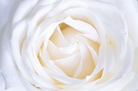 Blooming white rose. Original public domain image from <a href="https://commons.wikimedia.org/wiki/File:Galina_N_2017_(Unsplash).jpg" target="_blank">Wikimedia Commons</a>