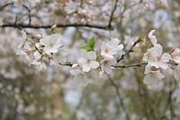 Cherry blossom branchlet with flowers in Spring. Original public domain image from Wikimedia Commons