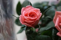 Close-up of a pink rose. Original public domain image from <a href="https://commons.wikimedia.org/wiki/File:Lost_within_Love_(Unsplash).jpg" target="_blank" rel="noopener noreferrer nofollow">Wikimedia Commons</a>