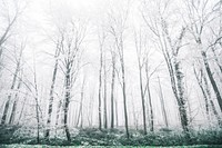 A patch of thin trees with their branches covered in frost. Original public domain image from Wikimedia Commons