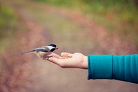 Small bird perched on an outstretched hand with seed. Original public domain image from Wikimedia Commons