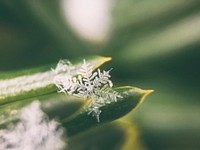 Super zoom shot of a snowflake on green leaf. Original public domain image from <a href="https://commons.wikimedia.org/wiki/File:Aaron_Burden_2017-02-01_(Unsplash).jpg" target="_blank">Wikimedia Commons</a>