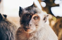 A monkey looking at camera. Original public domain image from Wikimedia Commons