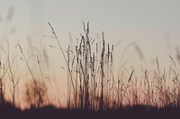 Wheat field at sunset. Original public domain image from Wikimedia Commons