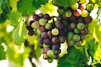 A bunch of grapes hanging from a grapevine.. Original public domain image from Wikimedia Commons