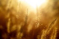 Wheat field with sun shining through. Original public domain image from Wikimedia Commons
