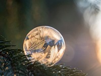 Icy bubble on a pine branch. Original public domain image from <a href="https://commons.wikimedia.org/wiki/File:Aaron_Burden_2017-01-15_(Unsplash).jpg" target="_blank">Wikimedia Commons</a>