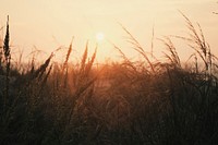 Wheat field in Ocean City, United States. Original public domain image from Wikimedia Commons