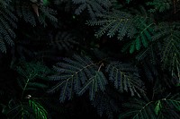 Green fern leaves nature background. Original public domain image from Wikimedia Commons