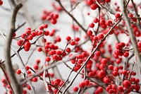 Cherries on branches. Original public domain image from Wikimedia Commons