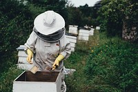 A beekeeper harvesting honey out of a beehive in Deans Court. Original public domain image from <a href="https://commons.wikimedia.org/wiki/File:Deans_Court_beekeeper_(Unsplash).jpg" target="_blank" rel="noopener noreferrer nofollow">Wikimedia Commons</a>