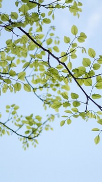 Phone wallpaper, HD plant leaf nature photo background. Original public domain image from Wikimedia Commons