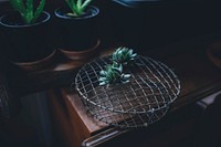 Succulent plant on a racket. Original public domain image from Wikimedia Commons