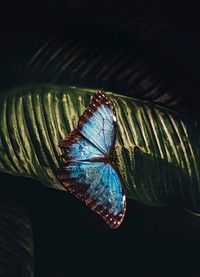 Butterfly on leaf. Original public domain image from <a href="https://commons.wikimedia.org/wiki/File:Butterfly_on_leaf_(Unsplash).jpg" target="_blank" rel="noopener noreferrer nofollow">Wikimedia Commons</a>