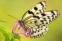 A white monarch butterfly feeding on pink flowers. Original public domain image from <a href="https://commons.wikimedia.org/wiki/File:White_monarch_butterfly_(Unsplash).jpg" target="_blank" rel="noopener noreferrer nofollow">Wikimedia Commons</a>