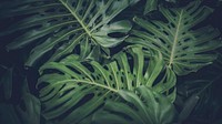 A closeup of Monstera plant. Original public domain image from <a href="https://commons.wikimedia.org/wiki/File:Valencia,_Spain_(Unsplash_OIVuAKXW9VA).jpg" target="_blank">Wikimedia Commons</a>