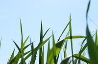 Looking up at the vast sky from a grass field. Original public domain image from Wikimedia Commons