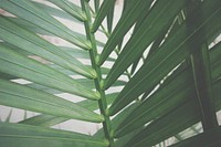 Green leafed plant. Original public domain image from Wikimedia Commons