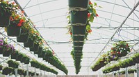 Potted plants in a greenhouse. Original public domain image from Wikimedia Commons