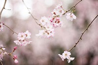 Pink blossom on branch in Spring, Original public domain image from <a href="https://commons.wikimedia.org/wiki/File:Tokyo,_Japan_(Unsplash_mEaYSkucTys).jpg" target="_blank">Wikimedia Commons</a>